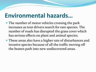Environmental hazards…
 The number of motor vehicles crossing the park
increases as tour drivers search for rare species. The
number of roads has disrupted the grass cover which
has serious effects on plant and animal species.
 These areas also have a higher rate of disturbances and
invasive species because of all the traffic moving off
the beaten path into new undiscovered areas.
 