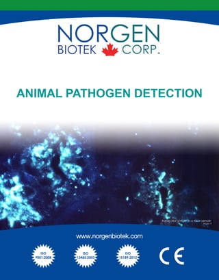 ANIMAL PATHOGEN DETECTION
Rabies viral antigen in a tissue sample
Page 17
www.norgenbiotek.com
ISO
9001:2008
ISO
13485:2003
ISO
15189:2012
 