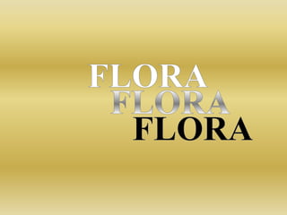 FLORAFLORAFLORA