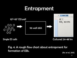 Characterization_of_embryoid_bodies_formed_with_different_protocols ...