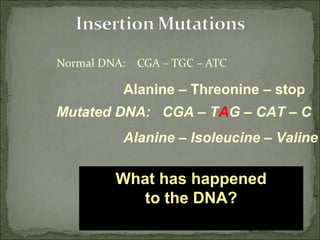 This is an insertion
mutation, also a type of
frameshift mutation.
Normal DNA: CGA – TGC – ATC
Mutated DNA: CGA – TAG – CAT – C
Alanine – Threonine – stop
Alanine – Isoleucine – Valine
What will happen to the
amino acids?
An adenine was inserted
thereby pushing all the
other bases over a frame.
What has happened
to the DNA?
 