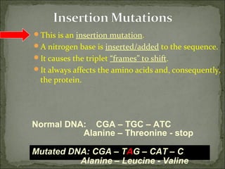 This is an insertion mutation.
A nitrogen base is inserted/added to the sequence.
It causes the triplet “frames” to shift.
It always affects the amino acids and, consequently,
the protein.
Mutated DNA: CGA – TAG – CAT – C
Alanine – Leucine - Valine
Normal DNA: CGA – TGC – ATC
Alanine – Threonine - stop
 