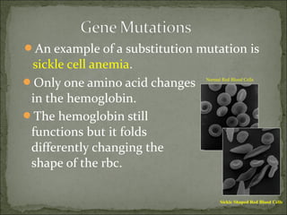 An example of a substitution mutation is
sickle cell anemia.
Only one amino acid changes
in the hemoglobin.
The hemoglobin still
functions but it folds
differently changing the
shape of the rbc.
Sickle Shaped Red Blood Cells
Normal Red Blood Cells
 