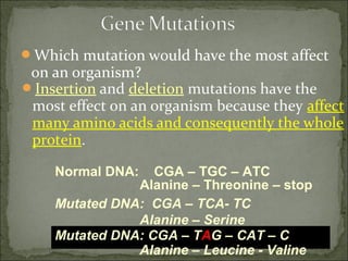 Which mutation would have the most affect
on an organism?
Insertion and deletion mutations have the
most effect on an organism because they affect
many amino acids and consequently the whole
protein.
Mutated DNA: CGA – TCA- TC
Alanine – Threonine – stop
Alanine – Serine
Normal DNA: CGA – TGC – ATC
Mutated DNA: CGA – TAG – CAT – C
Alanine – Leucine - Valine
 