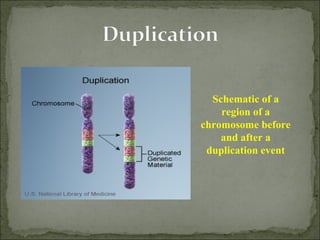 Schematic of a
region of a
chromosome before
and after a
duplication event
 
