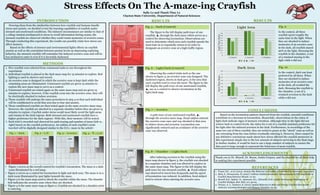 START
Stress Effects On The A-maze-ing Crayfish
Sally Le and Thanh Thuy Le
Clayton State University, Department of Natural Sciences
INTRODUCTION
METHODS
CONCLUSIONS
1. Five crayfish were selected from communal tanks to use throughout the
experiment.
2. Individual crayfish is placed in the dark maze map for 15 minutes to explore. Red
lighting is used to observe and record.
3. An aversive zone is designed in which the aversive zone is kept dark while the
remaining areas are illuminated. Unstressed crayfish are given 15 minutes to
explore the new maze map to serve as a control.
4. Unstressed crayfish are tested again on the same maze map and are given 15
minutes to explore; however, if the crayfish cross into the aversive zone, they will
be electrically shocked to induce aversion.
5. These crayfish will undergo the same procedures in step 4 so that each individual
will be conditioned to avoid that area due to fear and anxiety.
6. These conditioned crayfish are then tested again in the same aversive maze map.
However, the crayfish are shocked in a separate chamber before they are given 15
minutes to explore. Crayfish under stress would most likely avoid the light areas
and remain in the dark regions. Both stressed and unstressed crayfish have a
higher preference for the dark regions1. With this, their memory will be tested.
7. Each trial is recorded and observed for path tracing and number of turns (left vs.
right) based on the crayfish preferences. An outline of each crayfish’s route
traveled will be digitally designed similar to the D/L+ maze in the article1.
Based on the locomotion pattern observed from the crayfish, stressful conditions
contribute to a decrease in locomotion. Meanwhile, observations in the ratios of
light/dark indicate signs of memory retention. Although time in the light did not
restore back to control levels, the ratios for 2 out of 3 crayfish maintain preference for
the light after the induced aversion in the dark. Furthermore, in recordings of the
same two out of three crayfish, they are noted to pause at the “shock” zone as well as
one retreating from the zone before eventually entering it. However, there cannot be
any definitive conclusions made about how stress affected the crayfish memories in
this experiment simply due to the low amount of subjects surviving to the final stage.
In further studies, it would be best to use a large number of subjects to ensure the
data pool is large enough to represent the behaviors of most crayfish.
1. Fossat, B.C., et al. (2014). Anxiety-like Behavior in Crayfish is Controlled by Serotonin. 1293-1297.
2. Mirk, S., Wermcrantz, B. (2007). Caffeine Inhibits Serotonin's Enhancement of EJP Amplitude in
Crayfish Deep Extensor Muscle. 21-22.
3. Musolf, B.E., Spitzer, N., Antonsen, B.L., Edwards, D.H. (2006) Serotonergic Modulation of
Crayfish Hindgut. Biol. Bull. 217, 50-64.
4. Tierney, A. J., Andrews, K. (2012). Spatial Behavior in Male and Female Crayfish (Orconectes
rusticus): Learning Strategies and Memory Duration. 23-33.
REFERENCES
RESULTS
Drawing ideas from the similarities between how crayfish and humans handle
stress and anxiety, we decided to test the learning capabilities of crayfish under
stressed and unstressed conditions. The induced circumstances are similar to that of
a college student predisposed to stress to recall information during exams, the
stressed crayfish are observed whether they could retain memories of aversive zones.
Through conducting this experiment, the results can possibly relate how stress can
affect memory.
Based on the effects of stressor and environmental lights effects on crayfish
anxiety as well as the correlation between anxiety levels on depressing exploring
behavior, the stressed crayfish will remember the induced aversive zone and will be
less inclined to enter it even if it is favorably darkened.
Fig. 5 – Dark (Control)
RESULTS
ACKNOWLEDGEMENTS
Thank you to Dr. Musolf, Dr. Braun, Justin Cropsey, and the crayfish for all their help
in making this experiment possible.
START
START
Observing the control trials such as the one
shown in figure 5, an aversive zone was designed. The
darkened region, shown in dark grey, is the area that
each crayfish tend to cross the most. The figure to the
left display the path trace of one unstressed crayfish,
▲, use as a control to observe locomotion in the
light/dark map.
Fig. 6 – Light/Dark (Control)
The figure to the left display path trace of one
crayfish, ▲, through the dark maze which serves as a
control for observing locomotion. Observations are
used to determine which area each crayfish spends the
most time in or repeatedly return to in order to
designate an aversive zone at a high traffic region.
Fig. 1 – Dark
START
After inducing aversion to the crayfish using the
maze map shown in figure 3, the crayfish was shocked
in a separate chamber and was allowed to explore in
the same maze map. The figure to the left display the
path trace for one stressed crayfish, ▲. Focal subject
was observed to travel less frequently and the speed
of locomotion was reduced. In addition, focal subject
tend to retreat when entering the aversive area.
Fig. 8 – Chamber  Light/DarkSTART
In the control, all three
crayfish spent roughly the
same time in the light. When
they are shocked to induce
memories of an aversive zone
in the dark, all crayfish stayed
90% in the light. Stressing the
crayfish in the chamber, 2 out
of 3 retained staying in the
light while  did not.
START START
Fig. 3 – Aversive Fig. 4 –  L/DFig. 2 – L/D
0
0.1
0.2
0.3
0.4
0.5
0.6
0.7
0.8
0.9
1
L Control L Aversive L Chamber
LightTImeRatio
Light Area
● ▲ ●●
0
0.1
0.2
0.3
0.4
0.5
0.6
0.7
0.8
L Control L Aversive L Chamber
DarkTImeRatio
Dark Area
● ▲ ●●
Fig. 9
Fig. 10
• Figure 1 serves as the overall control for crayfish’s locomotion. The maze is a dark
room illuminated by a red lamp.
• Figure 2 serves as a control for locomotion in light and dark zone. The maze is in a
dark room illuminated by spot lights beneath the maze.
• Figure 3 is the maze map used to shock the crayfish within the maze. The thunder
bolt indicates the aversive zone where they are shocked.
• Figure 4 is the same maze map as figure 2. Crayfish are shocked in a chamber prior
to entering.
In the control, dark was least
preferred by all three. When
they are shocked to induce
memories of an aversive zone
in the dark, all avoided the
dark. Stressing the crayfish in
the chamber, 2 out of 3
retained aversion to the dark
while  did not.
START
A path trace of one unstressed crayfish, ▲,
through the aversive maze map. Focal subject entered
the aversive zone once and was shocked in that area
to induce stress and aversion. Locomotion was
significantly reduced and an avoidance of the aversive
zone was observed.
Fig. 7 – Aversive
 