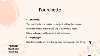 • Anatomy:
The fourchette is a fold of tissue just below the vagina,
where the labia majora and the labia minora meet
It is also known as the obstetrical perineum.
• Physiology:
It is designed to stretch during penetration and child birth
Fourchette
Posterior
fourchette
fissuring
 