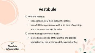  Urethral meatus:
• lies approximately 2 cm below the clitoris
• has a fold like appearance with a slit type of opening,
and it serves as the exit for urine
 Skene ducts (paraurethral ducts):
• located on each side of the urethra and provide
lubrication for the urethra and the vaginal orifice
Vestibule
UTI
Glandular
inflammation
 