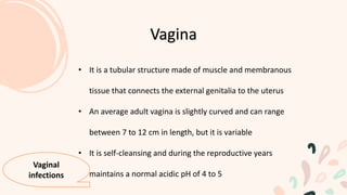 • It is a tubular structure made of muscle and membranous
tissue that connects the external genitalia to the uterus
• An average adult vagina is slightly curved and can range
between 7 to 12 cm in length, but it is variable
• It is self-cleansing and during the reproductive years
maintains a normal acidic pH of 4 to 5
Vagina
Vaginal
infections
 