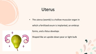 • The uterus (womb) is a hollow muscular organ in
which a fertilized ovum is implanted, an embryo
forms, and a fetus develops
• Shaped like an upside-down pear or light bulb
Uterus
 