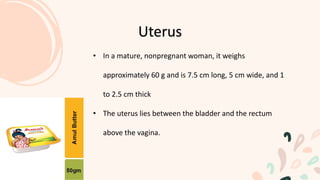 • In a mature, nonpregnant woman, it weighs
approximately 60 g and is 7.5 cm long, 5 cm wide, and 1
to 2.5 cm thick
• The uterus lies between the bladder and the rectum
above the vagina.
Uterus
 