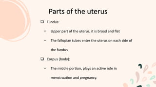  Fundus:
• Upper part of the uterus, it is broad and flat
• The fallopian tubes enter the uterus on each side of
the fundus
 Corpus (body):
• The middle portion, plays an active role in
menstruation and pregnancy.
Parts of the uterus
 