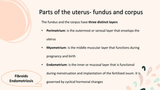 The fundus and the corpus have three distinct layers
• Perimetrium: is the outermost or serosal layer that envelops the
uterus
• Myometrium: is the middle muscular layer that functions during
pregnancy and birth
• Endometrium: is the inner or mucosal layer that is functional
during menstruation and implantation of the fertilized ovum. It is
governed by cyclical hormonal changes
Parts of the uterus- fundus and corpus
Fibroids
Endometriosis
 