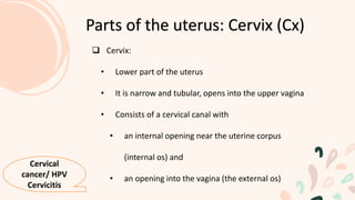  Cervix:
• Lower part of the uterus
• It is narrow and tubular, opens into the upper vagina
• Consists of a cervical canal with
• an internal opening near the uterine corpus
(internal os) and
• an opening into the vagina (the external os)
Parts of the uterus: Cervix (Cx)
Cervical
cancer/ HPV
Cervicitis
 