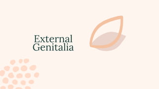 External
Genitalia
 