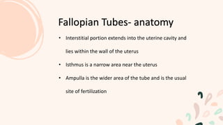• Interstitial portion extends into the uterine cavity and
lies within the wall of the uterus
• Isthmus is a narrow area near the uterus
• Ampulla is the wider area of the tube and is the usual
site of fertilization
Fallopian Tubes- anatomy
 