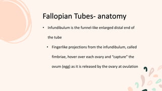 • Infundibulum is the funnel-like enlarged distal end of
the tube
• Fingerlike projections from the infundibulum, called
fimbriae, hover over each ovary and “capture” the
ovum (egg) as it is released by the ovary at ovulation
Fallopian Tubes- anatomy
 