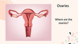 Ovaries
Where are the
ovaries?
 