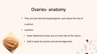 • They are two almond-shaped glands, each about the size of
a walnut
• Location:
• lower abdominal cavity, one on each side of the uterus
• held in place by ovarian and uterine ligaments
Ovaries- anatomy
 