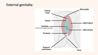 External genitalia:
 
