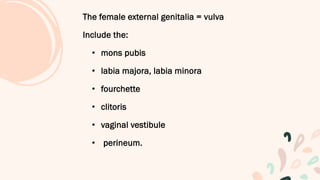 The female external genitalia = vulva
Include the:
• mons pubis
• labia majora, labia minora
• fourchette
• clitoris
• vaginal vestibule
• perineum.
 
