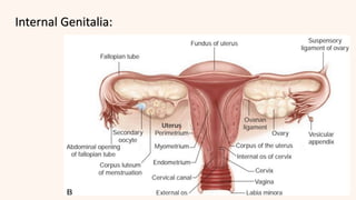 Internal Genitalia:
 