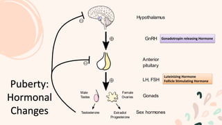 Puberty:
Hormonal
Changes
Gonadotropin releasing Hormone
Luteinizing Hormone
Follicle Stimulating Hormone
 