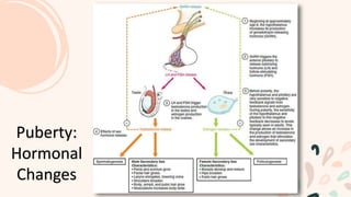 Puberty:
Hormonal
Changes
 