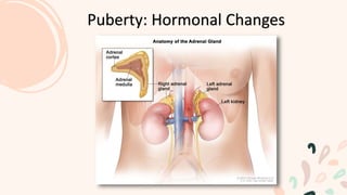 Puberty: Hormonal Changes
 
