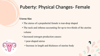 Puberty: Physical Changes- Female
Uterus Size
• The uterus of a prepubertal female is tear-drop shaped
• The neck and isthmus accounting for up to two-thirds of the uterine
volume
• Increased estrogen production causes:
• pear-shaped uterus
• Increase in length and thickness of uterine body
 