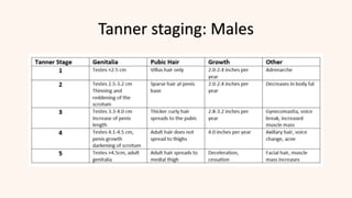 Tanner staging: Males
 
