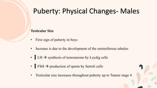 Puberty: Physical Changes- Males
Testicular Size
• First sign of puberty in boys
• Increase is due to the development of the seminiferous tubules
• LH  synthesis of testosterone by Leydig cells
• FSH  production of sperm by Sertoli cells
• Testicular size increases throughout puberty up to Tanner stage 4
 