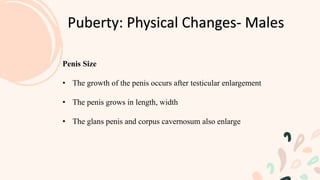 Puberty: Physical Changes- Males
Penis Size
• The growth of the penis occurs after testicular enlargement
• The penis grows in length, width
• The glans penis and corpus cavernosum also enlarge
 