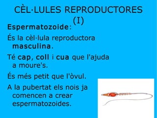 CÈL·LULES REPRODUCTORES (I) Espermatozoide :  És la cèl·lula reproductora  masculina .  