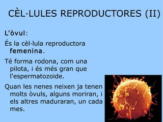 Té  cap ,  coll  i  cua  que l'ajuda a moure's. 