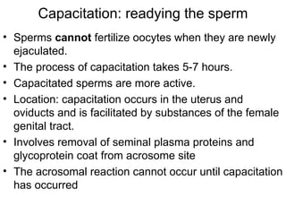 Capacitation Process 1FERTILIZATION.pptggvgghhrygryree4df5rt55rr | PPT