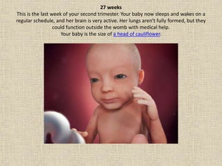 1 fetal development week by week | PPTX