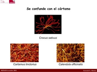 MINAYA octubre 2014 
Gonzalo L. Alonso 
Cartamus tinctorius 
Calendula officinalis 
Se confunde con el cártamo 
Crocus sativus  