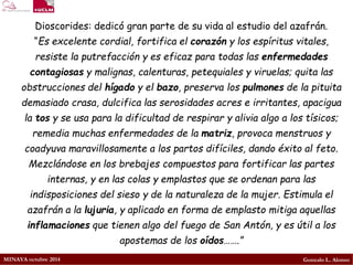 MINAYA octubre 2014 
Gonzalo L. Alonso 
Dioscorides: dedicó gran parte de su vida al estudio del azafrán. 
“Es excelente cordial, fortifica el corazóny los espíritus vitales, resiste la putrefacción y es eficaz para todas las enfermedades contagiosasy malignas, calenturas, petequiales y viruelas; quita las obstrucciones del hígadoy el bazo, preserva los pulmonesde la pituita demasiado crasa, dulcifica las serosidades acres e irritantes, apacigua la tosy se usa para la dificultad de respirar y alivia algo a los tísicos; remedia muchas enfermedades de la matriz, provoca menstruos y coadyuva maravillosamente a los partos difíciles, dando éxito al feto. 
Mezclándose en los brebajes compuestos para fortificar las partes internas, y en las colas y emplastos que se ordenan para las indisposiciones del sieso y de la naturaleza de la mujer. Estimula el azafrán a la lujuria, y aplicado en forma de emplasto mitiga aquellas inflamacionesque tienen algo del fuego de San Antón, y es útil a los apostemas de los oídos…….”  