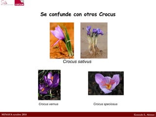 MINAYA octubre 2014 
Gonzalo L. Alonso 
Se confunde con otros Crocus 
Crocus sativus 
Crocus vernus Crocus speciosus  
