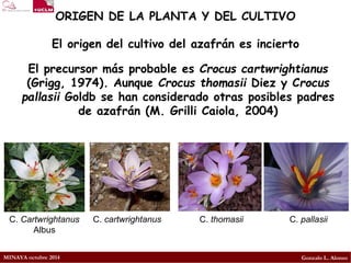 MINAYA octubre 2014 
Gonzalo L. Alonso 
ORIGEN DE LA PLANTA Y DEL CULTIVO 
El origen del cultivo del azafrán es incierto 
El precursor más probable esCrocus cartwrightianus (Grigg, 1974). AunqueCrocusthomasiiDiez y Crocus pallasiiGoldb se han considerado otras posibles padres de azafrán (M. Grilli Caiola, 2004) 
C.Cartwrightanus Albus 
C. cartwrightanus 
C. thomasii 
C. pallasii  