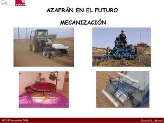 MINAYA octubre 2014 
Gonzalo L. Alonso 
AZAFRÁN EN EL FUTURO 
MECANIZACIÓN  