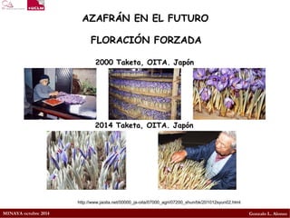 MINAYA octubre 2014 
Gonzalo L. Alonso 
AZAFRÁN EN EL FUTURO 
FLORACIÓN FORZADA 
2000 Taketa, OITA. Japón 
http://www.jaoita.net/00000_ja-oita/07000_agri/07200_shun/bk/201012syun02.html 
2014 Taketa, OITA. Japón  