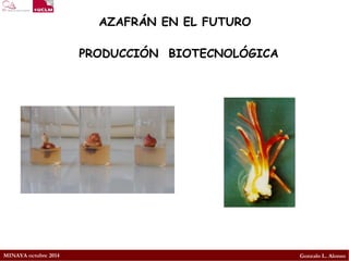 MINAYA octubre 2014 
Gonzalo L. Alonso 
AZAFRÁN EN EL FUTURO 
PRODUCCIÓN BIOTECNOLÓGICA  