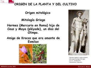 MINAYA octubre 2014 
Gonzalo L. Alonso 
ORIGEN DE LA PLANTA Y DEL CULTIVO 
Origen mitológico 
Mitología Griega 
Hermes (Mercurio en Roma) hijo de Ceus y Maya (pléyade), un dios del Olimpo. 
Amigo de Krocos que era amante de Esmilax 
Hermes Ingenui, copia romana del original griego del siglo Va.C.,museo Pío- Clementino,Vaticano.  