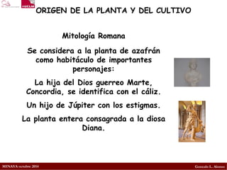 MINAYA octubre 2014 
Gonzalo L. Alonso 
ORIGEN DE LA PLANTA Y DEL CULTIVO 
Mitología Romana 
Se considera a la planta de azafrán como habitáculo de importantes personajes: 
La hija del Dios guerreo Marte, Concordia, se identifica con el cáliz. 
Un hijo de Júpiter con los estigmas. 
La planta entera consagrada a la diosa Diana.  