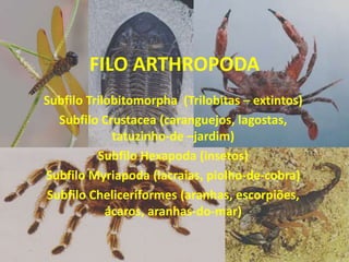 FILO ARTHROPODA
Subfilo Trilobitomorpha (Trilobitas – extintos)
Subfilo Crustacea (caranguejos, lagostas,
tatuzinho-de –jardim)
Subfilo Hexapoda (insetos)
Subfilo Myriapoda (lacraias, piolho-de-cobra)
Subfilo Cheliceriformes (aranhas, escorpiões,
ácaros, aranhas-do-mar)
 