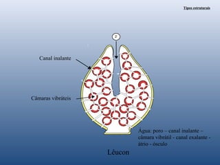 Tipos estruturais

Canal inalante

Câmaras vibráteis

Água: poro – canal inalante –
câmara vibrátil - canal exalante átrio - ósculo

Lêucon

 