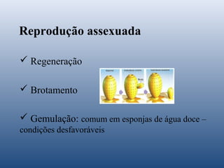 Reprodução assexuada
 Regeneração
 Brotamento
 Gemulação: comum em esponjas de água doce –
condições desfavoráveis

 