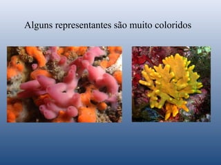 Alguns representantes são muito coloridos

 